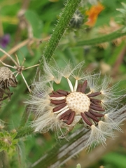 Picris hieracioides