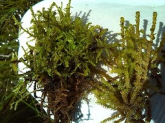 Scorpidium scorpioides