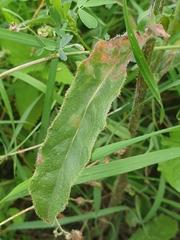 Picris hieracioides