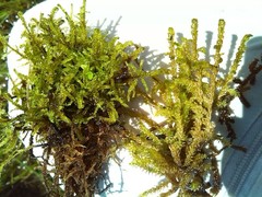 Scorpidium scorpioides