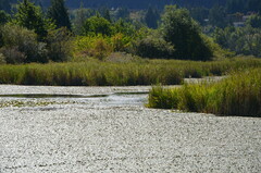 Calidris melanotos