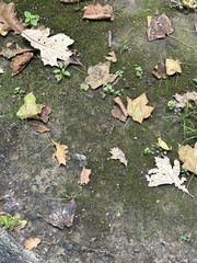 Fissidens taxifolius