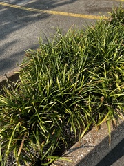 Ophiopogoneae