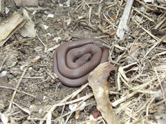 Duberria lutrix