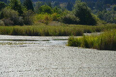Calidris melanotos
