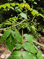 Zanthoxylum