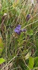 Gentiana septemfida