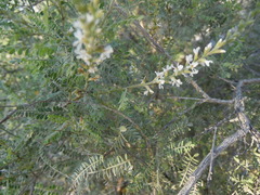 Eysenhardtia polystachya