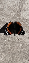 Vanessa atalanta