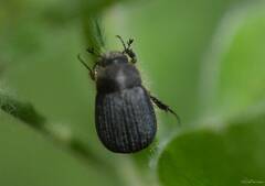 Maladera holosericea