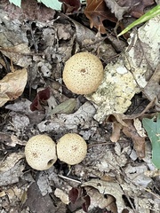 Lycoperdaceae