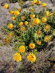 Berkheya coriacea