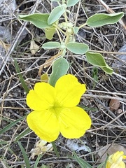 Oenothera berlandieri