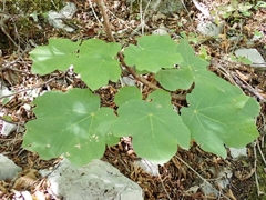 Acer opalus obtusatum