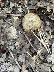 Lycoperdaceae