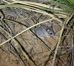 Peromyscus sonoriensis