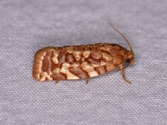 Choristoneura houstonana