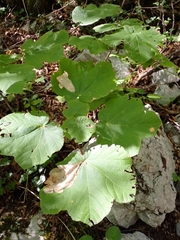 Acer opalus obtusatum
