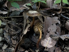 Marasmius