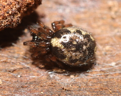 Enoplognatha