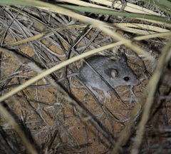 Peromyscus sonoriensis