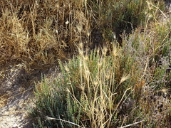 Hordeum