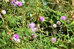 Mimosa quadrivalvis angustata