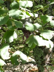 Acer opalus obtusatum