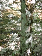 Acer opalus obtusatum