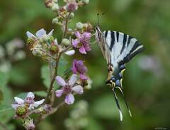 Iphiclides feisthamelii