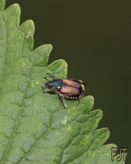 Callirhinus metallescens