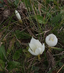 Crocus vallicola