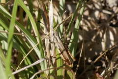 Gomphocerippus rufus