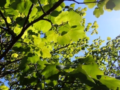 Acer opalus obtusatum