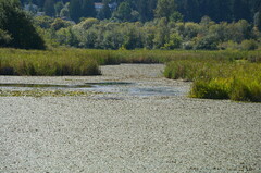 Calidris melanotos