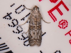 Zamagiria australella