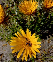 Berkheya coriacea