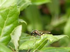 Eumenes mediterraneus