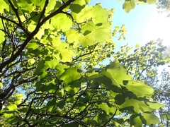 Acer opalus obtusatum