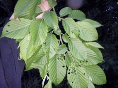 Carpinus tschonoskii
