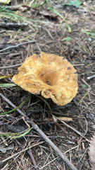 Turbinellus floccosus