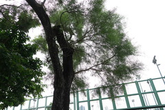 Acacia confusa
