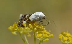 Acontia lucida