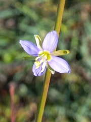Heliophila