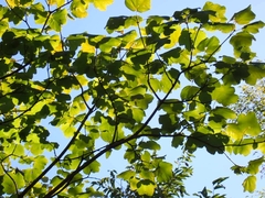 Acer opalus obtusatum