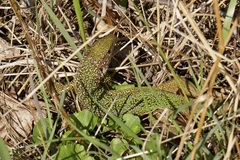 Lacerta viridis