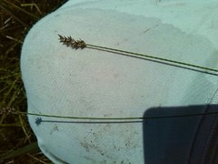 Carex diandra