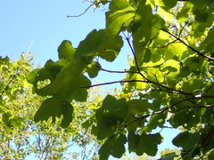 Acer opalus obtusatum