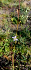 Heliophila