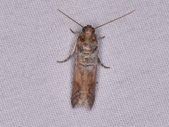Chararica hystriculella